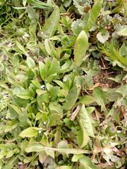 Myosotis sparsiflora