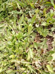 Myosotis sparsiflora