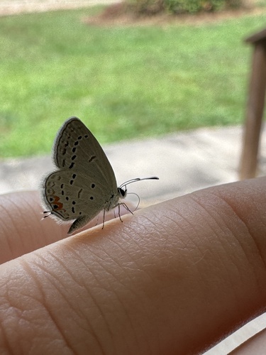 Eastern Tailed-Blue