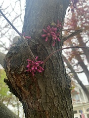 Cercis canadensis