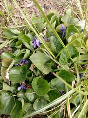 Viola odorata
