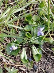 Viola odorata