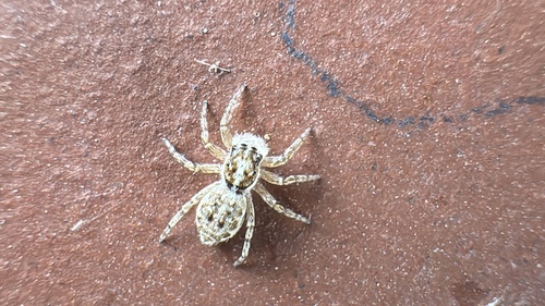 Half-edged Wall Jumping Spider