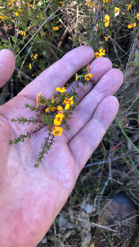 Dillwynia parvifolia, 2026-08-08