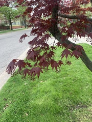 Acer palmatum