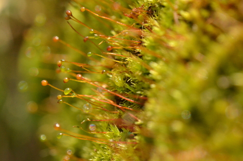 Catoscopium nigritum observed 2026-08-07