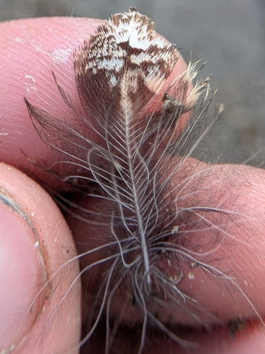 Common Poorwill observed by leifcollectsbugs