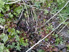 Glechoma hederacea