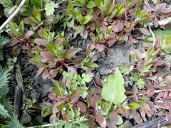 Myosotis sparsiflora