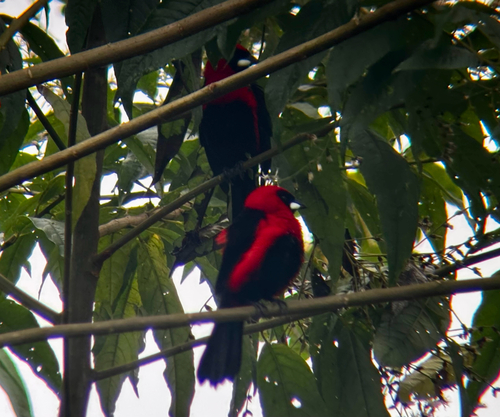 Masked Crimson Tanager (Ramphocelus nigrogularis), photo 4