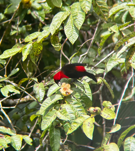 Masked Crimson Tanager (Ramphocelus nigrogularis), photo 3