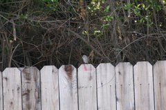 Zonotrichia leucophrys