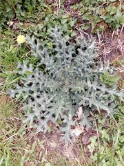 Cirsium vulgare