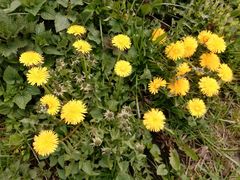 Taraxacum officinale