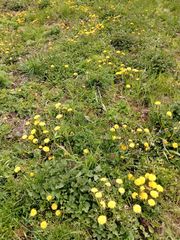 Taraxacum officinale