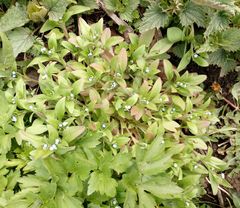 Myosotis sparsiflora