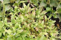 Myosotis sparsiflora