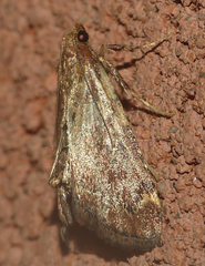 Hypsopygia intermedialis