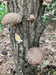 Lentinula