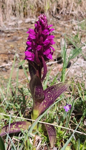 Dactylorhiza majalis, photograph 5