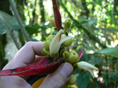 Heliconia virginalis