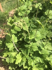 Tellima
