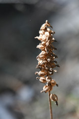 Goodyera
