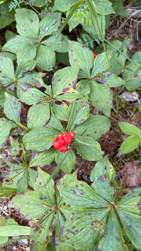 Canadian bunchberry