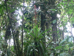 Guzmania lehmanniana