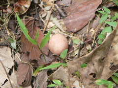 Nyctidromus albicollis