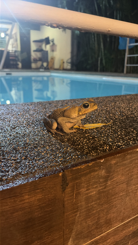 Giant Toad