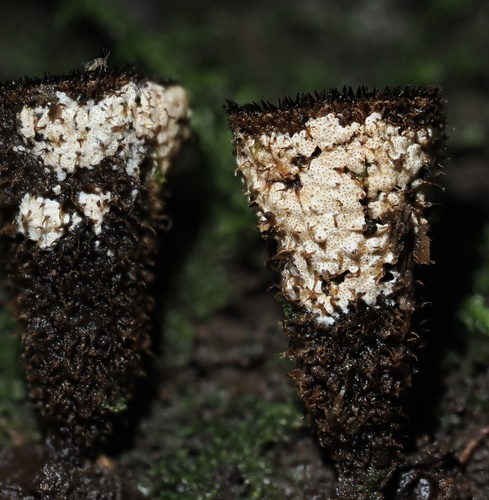 Trichoderma latizonatum