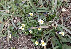 Viola arvensis