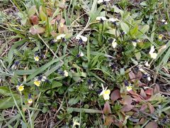Viola arvensis