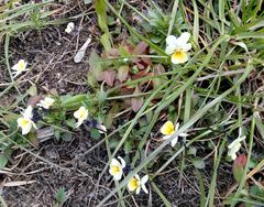 Viola arvensis