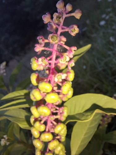 American pokeweed