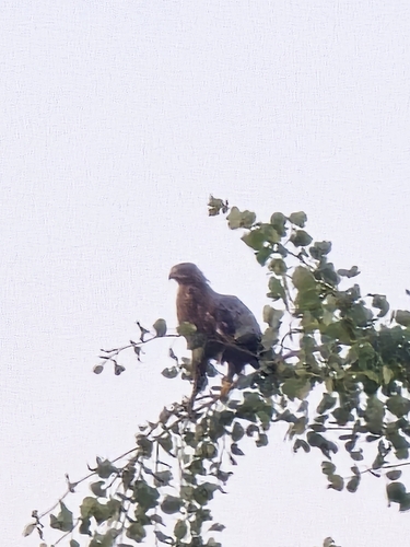 Lesser Spotted Eagle