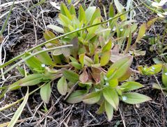 Myosotis sparsiflora