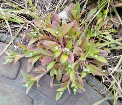 Myosotis sparsiflora