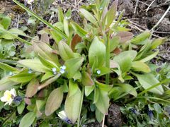 Myosotis sparsiflora