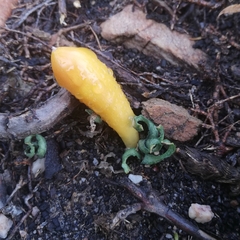 Apodolirion macowanii