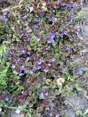 Glechoma hederacea