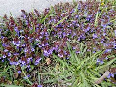 Glechoma hederacea