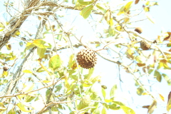 Annona crassiflora