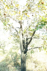 (c) Wallace Carneiro Almeida, some rights reserved (CC BY-SA) Annona crassiflora, photograph (c) Wallace Carneiro Almeida, some rights reserved (CC BY-SA)