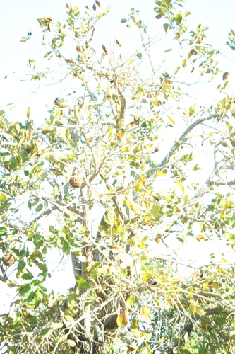 Annona crassiflora, photograph 2