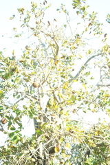 (c) Wallace Carneiro Almeida, some rights reserved (CC BY-SA) Annona crassiflora, photograph (c) Wallace Carneiro Almeida, some rights reserved (CC BY-SA)
