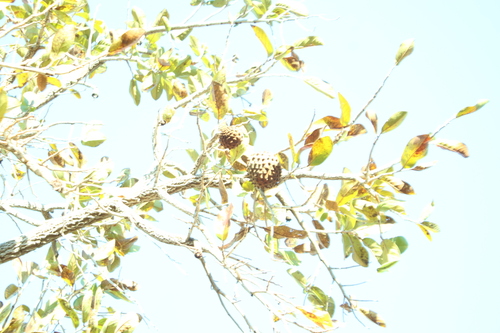 Annona crassiflora, photograph 3