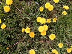 Taraxacum officinale