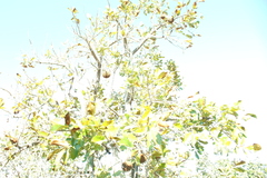 (c) Wallace Carneiro Almeida, some rights reserved (CC BY-SA) Annona crassiflora, photograph (c) Wallace Carneiro Almeida, some rights reserved (CC BY-SA)